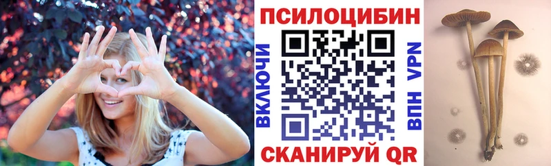 как найти   Моздок  omg зеркало  Галлюциногенные грибы Psilocybe 
